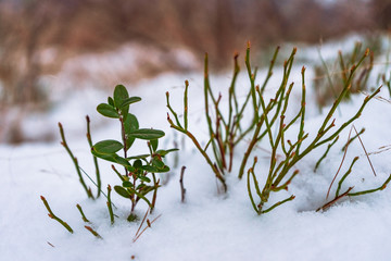 green plants  sticking out from under the snow with a forest on the background