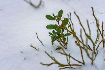 green plants  sticking out from under the snow on white snow background