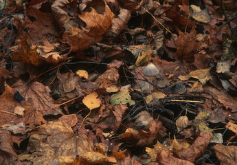 Toadstool mushroom closeup on the natural forest substrate background with fallen autumn leaves. Dense autumn forest, European forest, Russian forest, natural fall foliage on the ground in overcast