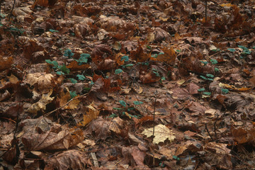 Natural autumn forest substrate background with fallen leaves, dense autumn forest, European forest, Russian forest, natural fall foliage on the ground in overcast day, horizontal image