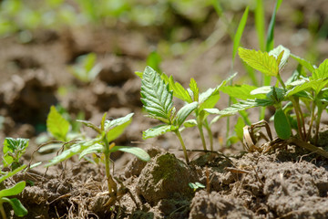 new hemp plants with first leaves on soil background. cannabis sativa.