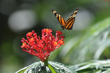 Papillon butinant sur une feuille, Costa Rica