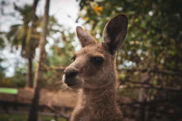 kangaroo
