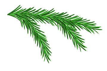 Branch of spruce on a white background, vector illustration, EPS10