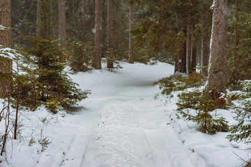 winter gloomy road with trails in snowy forest