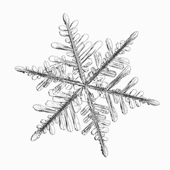 Snowflake isolated on white background. Vector illustration based on real snow crystal: elegant stellar dendrite with hexagonal symmetry, thin, flat arms, ornate shape and complex inner details.