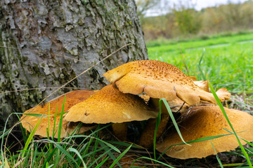 Braune Pilzgruppe am Baum