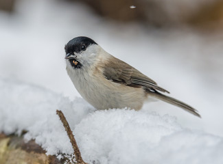 Bird in the snow