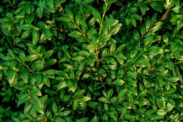 Fototapeta na wymiar Green background of boxwood leaves. Green boxwood leaves.