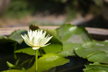 Beautiful light yellow lotus flower with green leaf in a pond.