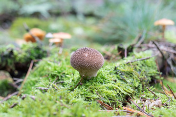 lycoperdon perlatum