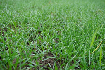 Young wheat seedlings growing in a field