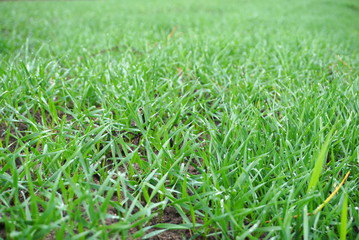Young wheat seedlings growing in a field