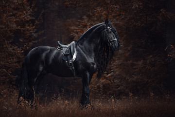 Portrait d& 39 un superbe cheval étalon frison de dressage sportif élégant avec une longue crinière et une queue debout sur le sol en forêt dans un paysage d& 39 automne