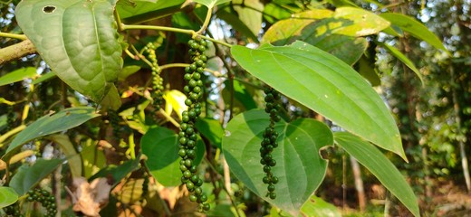 green plant in the garden