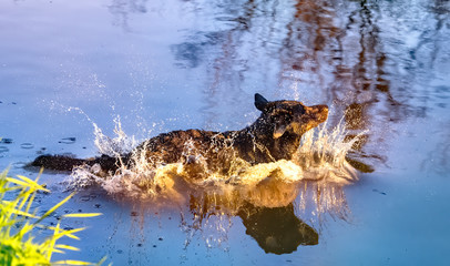 Dog having fun in a river