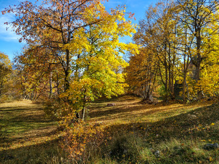 Serene dream like fantastic meadow covered in colorful golden leaves in the autumn fall nature surrounded by majestic trees and forest on a distant calming countryside