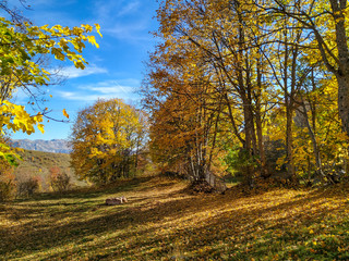 Serene peaceful nature found in the wild forest with colorful trees and golden leaves on the ground decorated with shadows on a fantasy like meadow in the autumn fall
