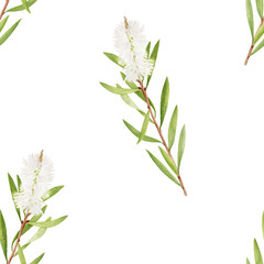 Watercolor tea tree leaves, flower seamless pattern. Hand drawn botanical illustration of Melaleuca. Green medicinal plant isolated on white background. Herbs for cosmetics, package, textile.