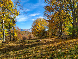 Meditating in stress free nature with serene and peaceful calm view of blue skies, trees and shadowy meadow covered in leaves found in distant wild nature