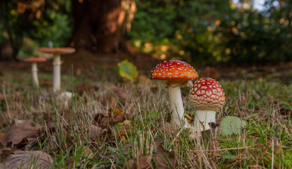 Fly Agaric (Amanita muscaria)