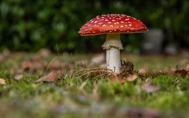 Fly Agaric (Amanita muscaria)