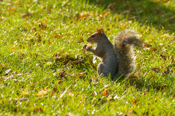 Close-up of a grey squirel in the park