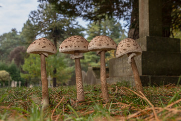 Parasol (Macrolepiota procera)