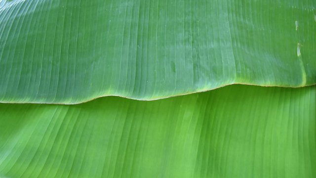 green fresh banana leaves for background
