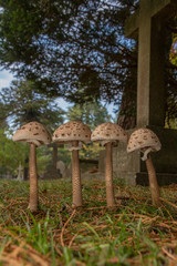 Parasol (Macrolepiota procera)