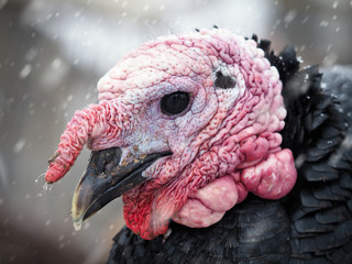 Portrait of a Turkey under the snow. The bird freezes.