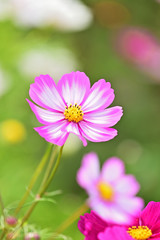 Obraz premium コスモス