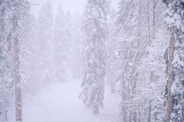Naklejka premium Forest after a heavy snowfall. Winter landscape.