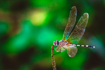 Dragonfly hold on dry branches and copy space .Dragonfly in the nature. Dragonfly in the nature habitat. Beautiful nature scene with dragonfly outdoor.a background wallpaper.The concept for writing