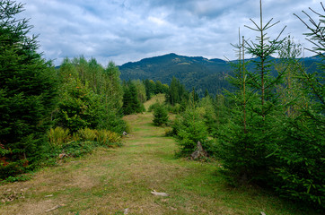 Tourist path to the top of the high ridge, on which green young Christmas trees grow against the blue sky