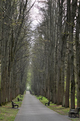 Long empty alley, lane in park. Early spring landscapes. Minsk Botanical Garden, Belarus.