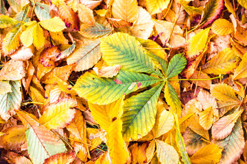 texture background of dry leave in autumn forest.