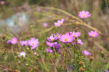 가을의 코스모스
