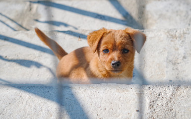 Sad brown puppy portrait through metal fence