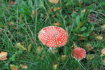 Red duo mushrooms