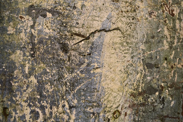 Pictured abstract background with the texture of the old, cracked concrete