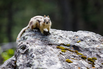 Small Chipmunk in Alberta Canada