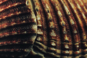 Close up Beautiful seashells on a black background texture. Macro photography view.