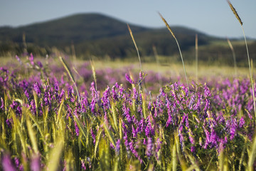purple and pink flowers of Vicia plant in corn field, landscape with hills in background
