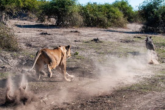 Lioness chase images in a series of images, 7/9 lioness chasing a warthog