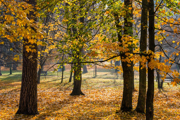  Park Konstytucji 3 Maja w Białymstoku, Jesień w parku Zwierzynieckim, Białystok, Podlasie