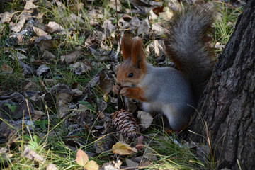 squirrel on a tree
