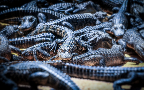 B&eacute;b&eacute; alligator aux Everglades US Miami