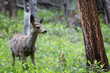 Odocoileus Virginianus in Alberta Canada