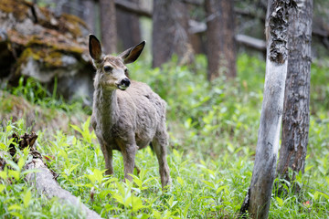 Odocoileus Virginianus in Alberta Canada